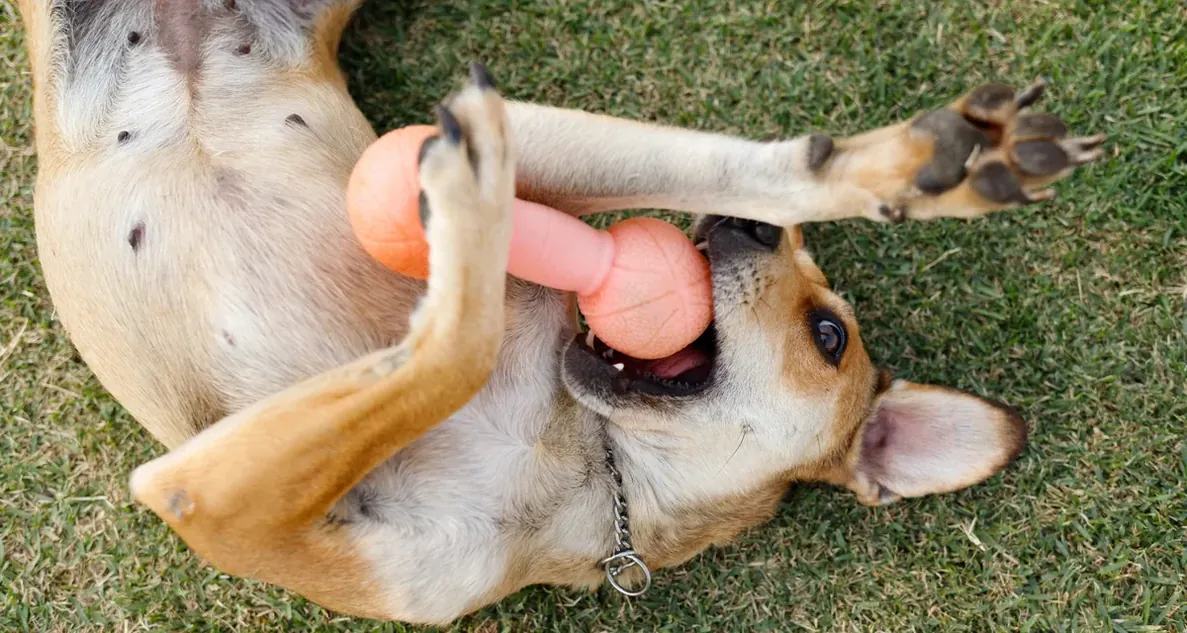 Cão deitado de barriga para cima na grama