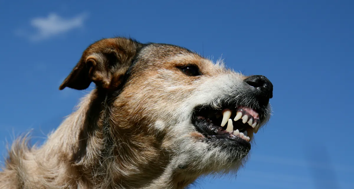 Cão vocalizando ao ar livre em dia de céu azul