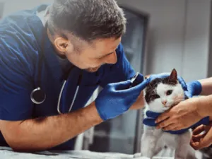 Exame de ouvido em gato durante consulta veterinária